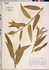 Salix lasiandra image