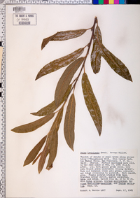 Salix lasiolepis image