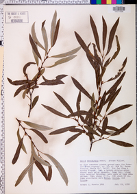 Salix lasiandra image