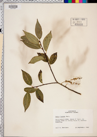 Salix lucida image