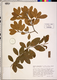 Sideroxylon lanuginosum image