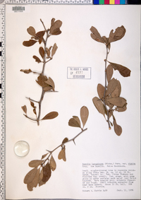 Sideroxylon lanuginosum subsp. rigidum image