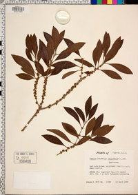 Bumelia salicifolia image