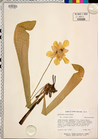 Sarracenia minor image