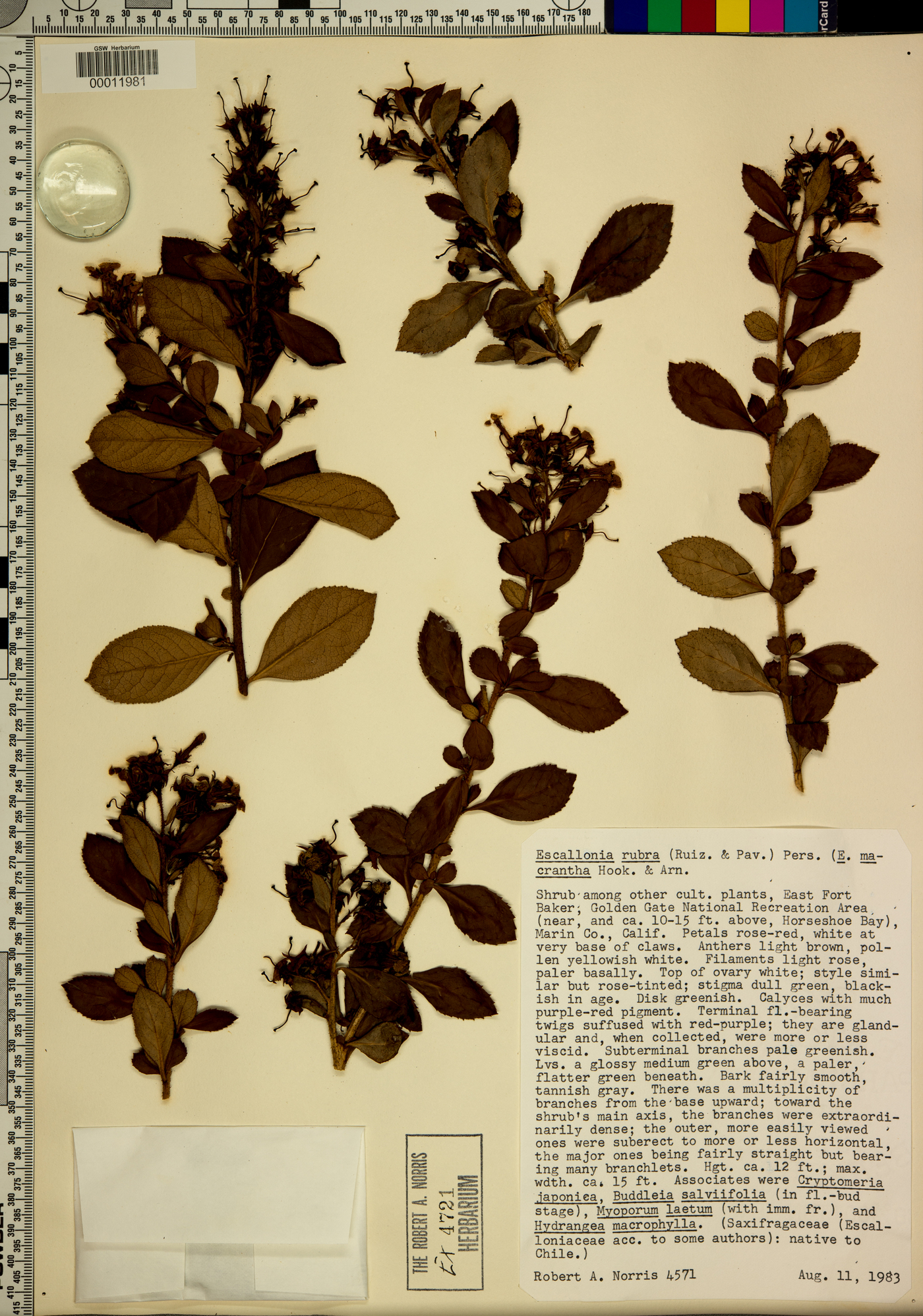 Escallonia rubra image