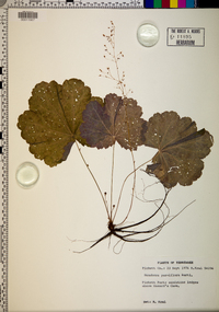 Heuchera parviflora image