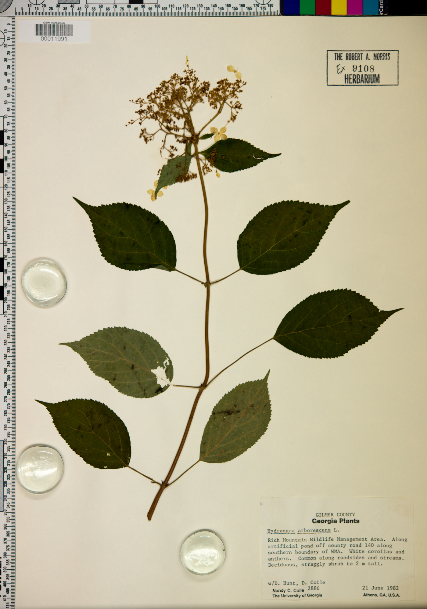 Hydrangea arborescens f. sterilis image