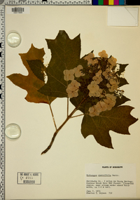 Hydrangea quercifolia image