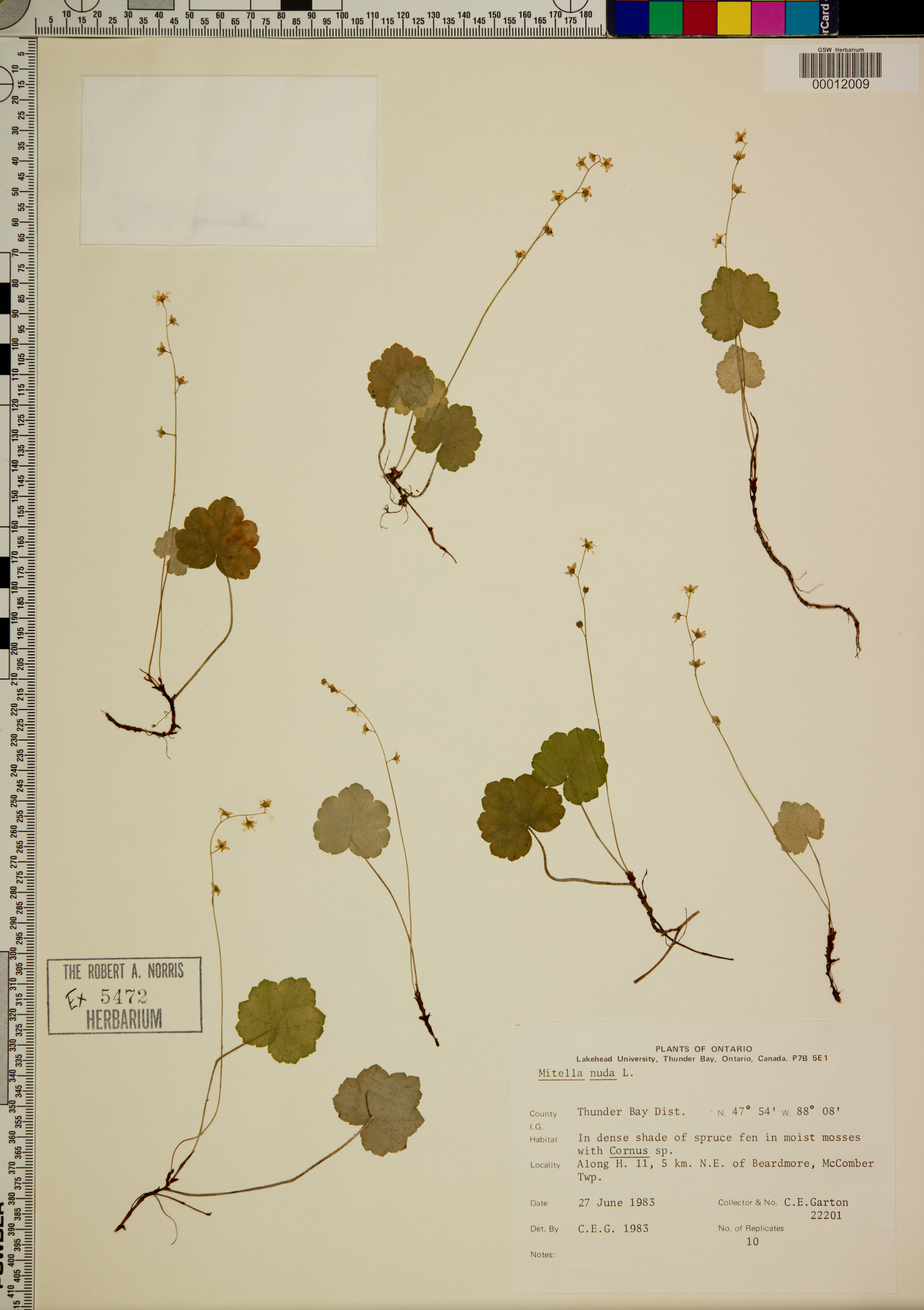 Mitella oppositifolia image