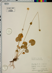 Parnassia fimbriata image