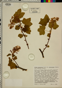 Ribes sanguineum var. glutinosum image