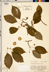 Schisandra glabra image