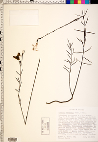 Agalinis linifolia image