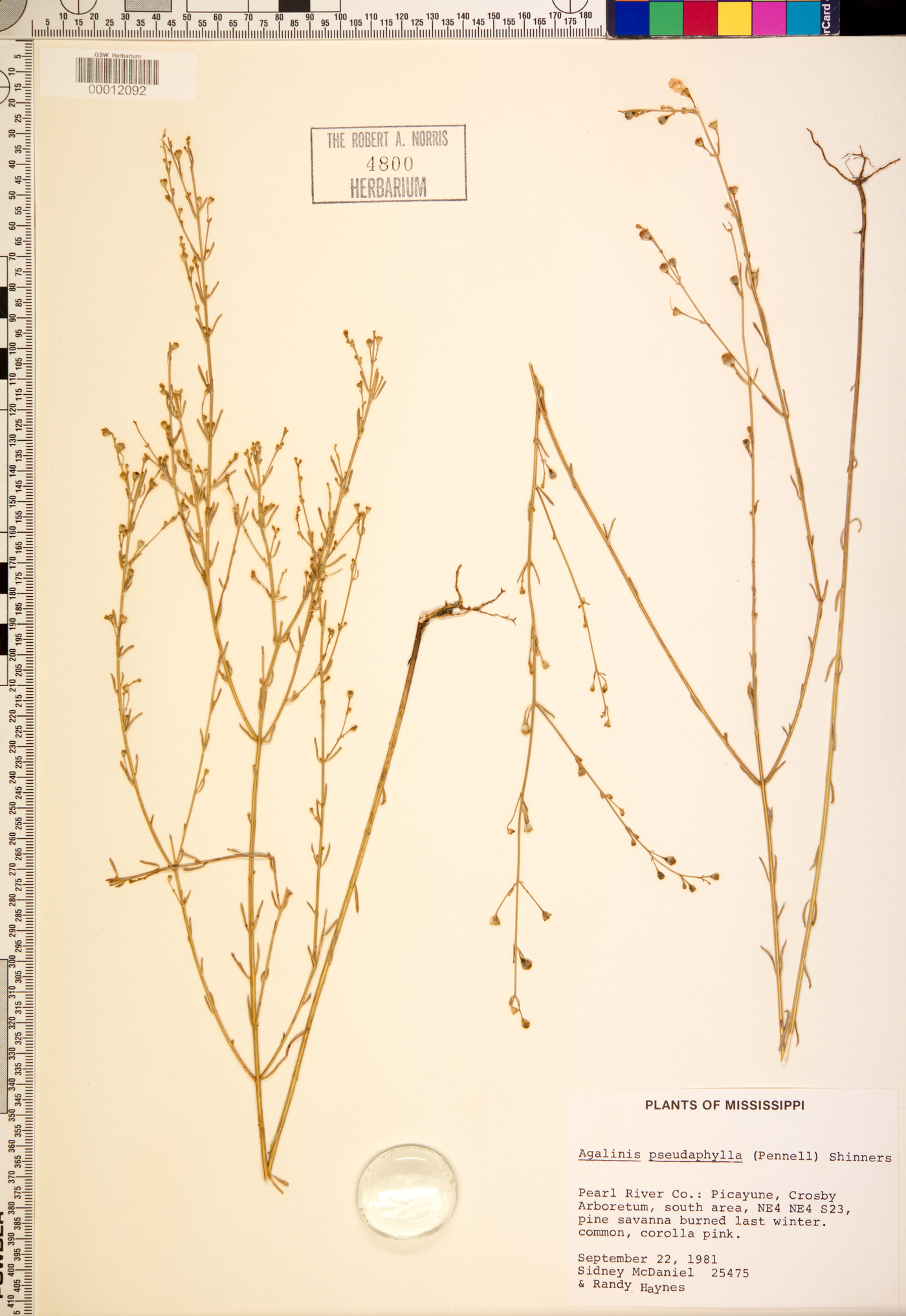 Agalinis pseudaphylla image
