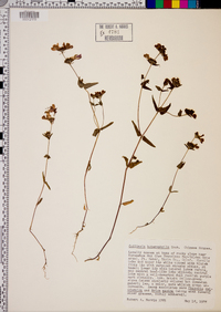 Collinsia heterophylla image