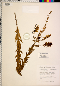 Linaria dalmatica image