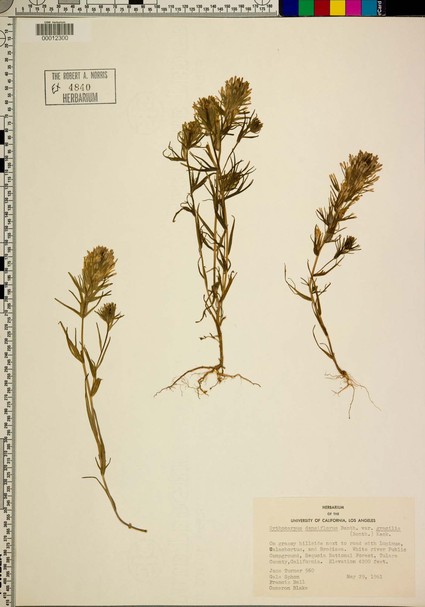 Orthocarpus densiflorus image
