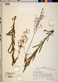 Penstemon arkansanus image