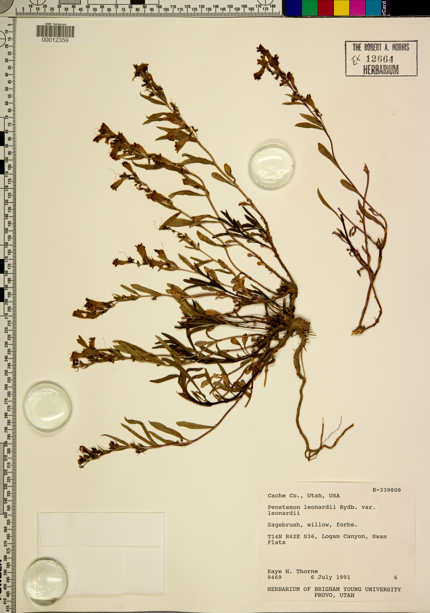 Penstemon leonardii var. leonardii image