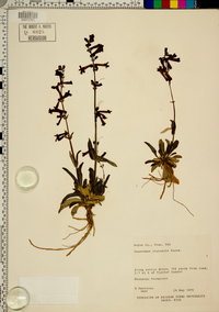 Penstemon utahensis image