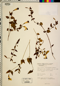 Image of Torenia cyanea