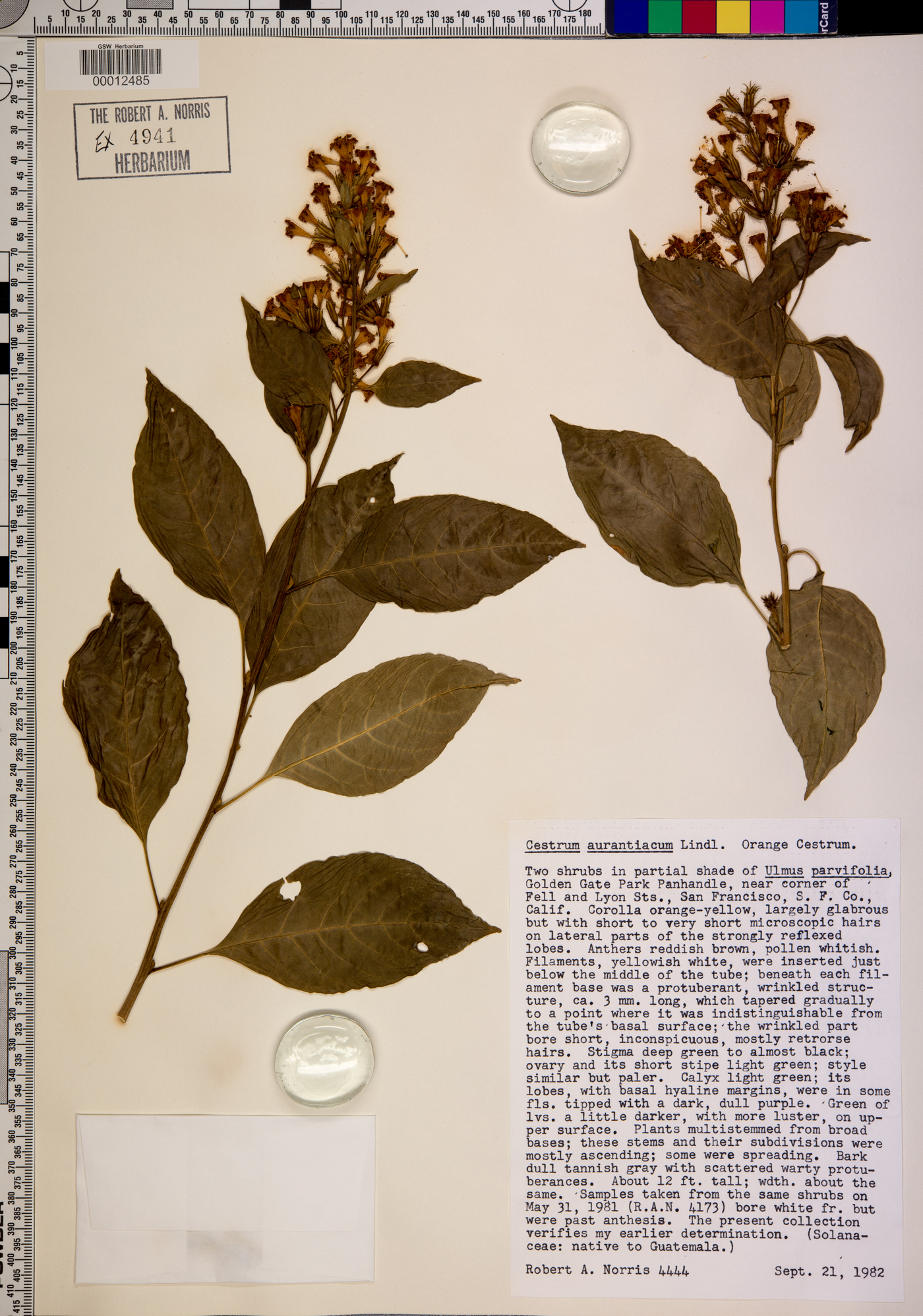 Cestrum aurantiacum image