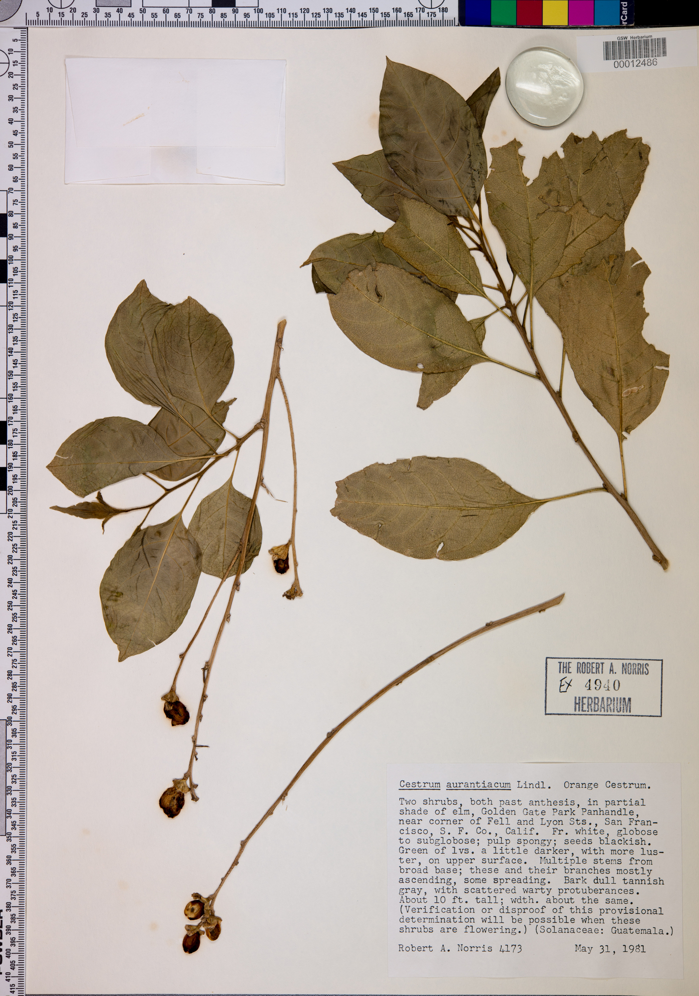 Cestrum aurantiacum image