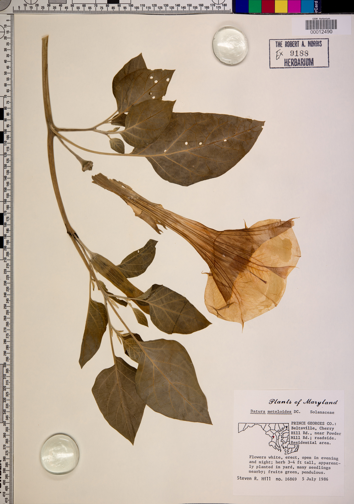 Datura meteloides image