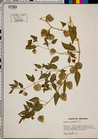 Physalis virginiana image