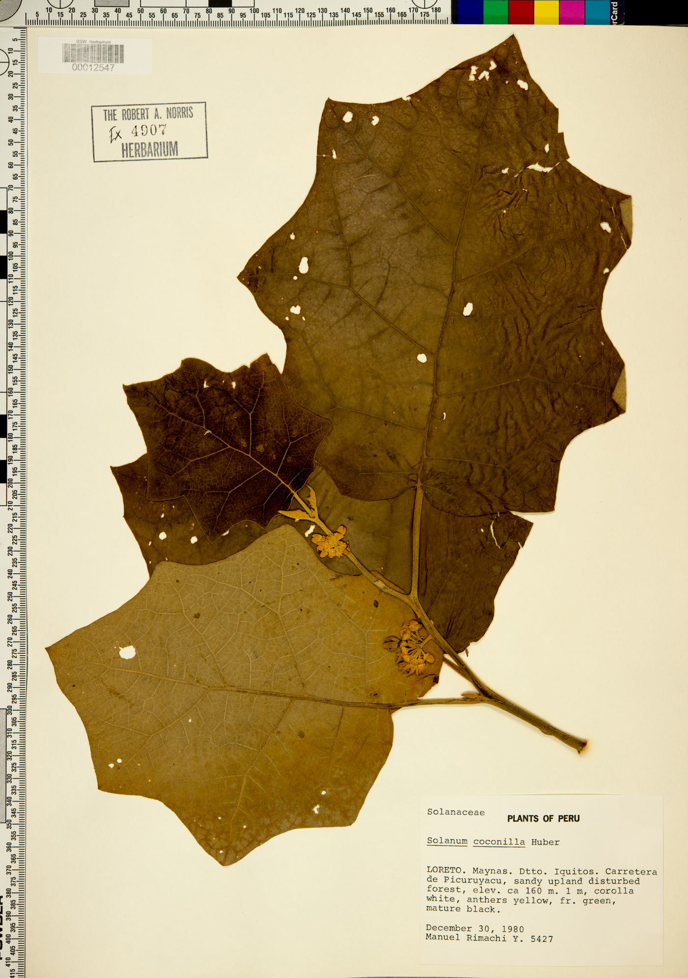 Solanum stramonifolium var. inerme image