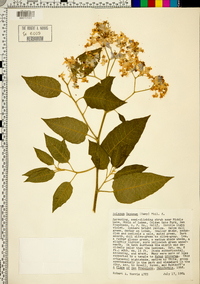 Solanum gayanum image