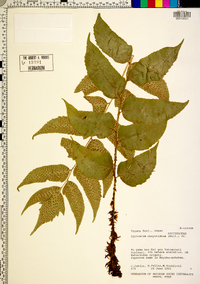 Cyrtomium caryotideum image