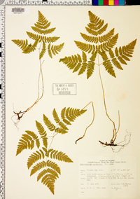 Gymnocarpium dryopteris image