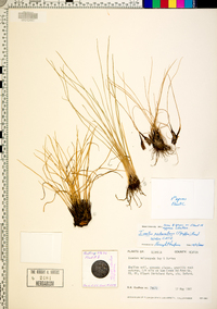 Isoëtes melanopoda image