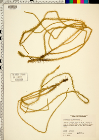 Lycopodiella alopecuroides image