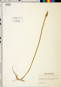 Lycopodium adpressum image