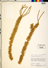 Lycopodium phyllanthum image