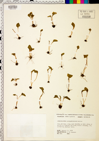 Ophioglossum crotalophoroides image