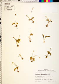 Ophioglossum crotalophoroides image