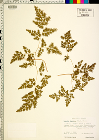 Lygodium japonicum image