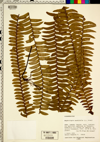 Nephrolepis cordifolia image