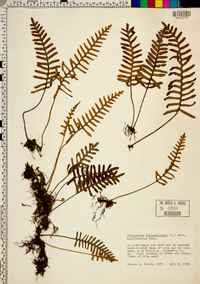 Polypodium polypodioides image