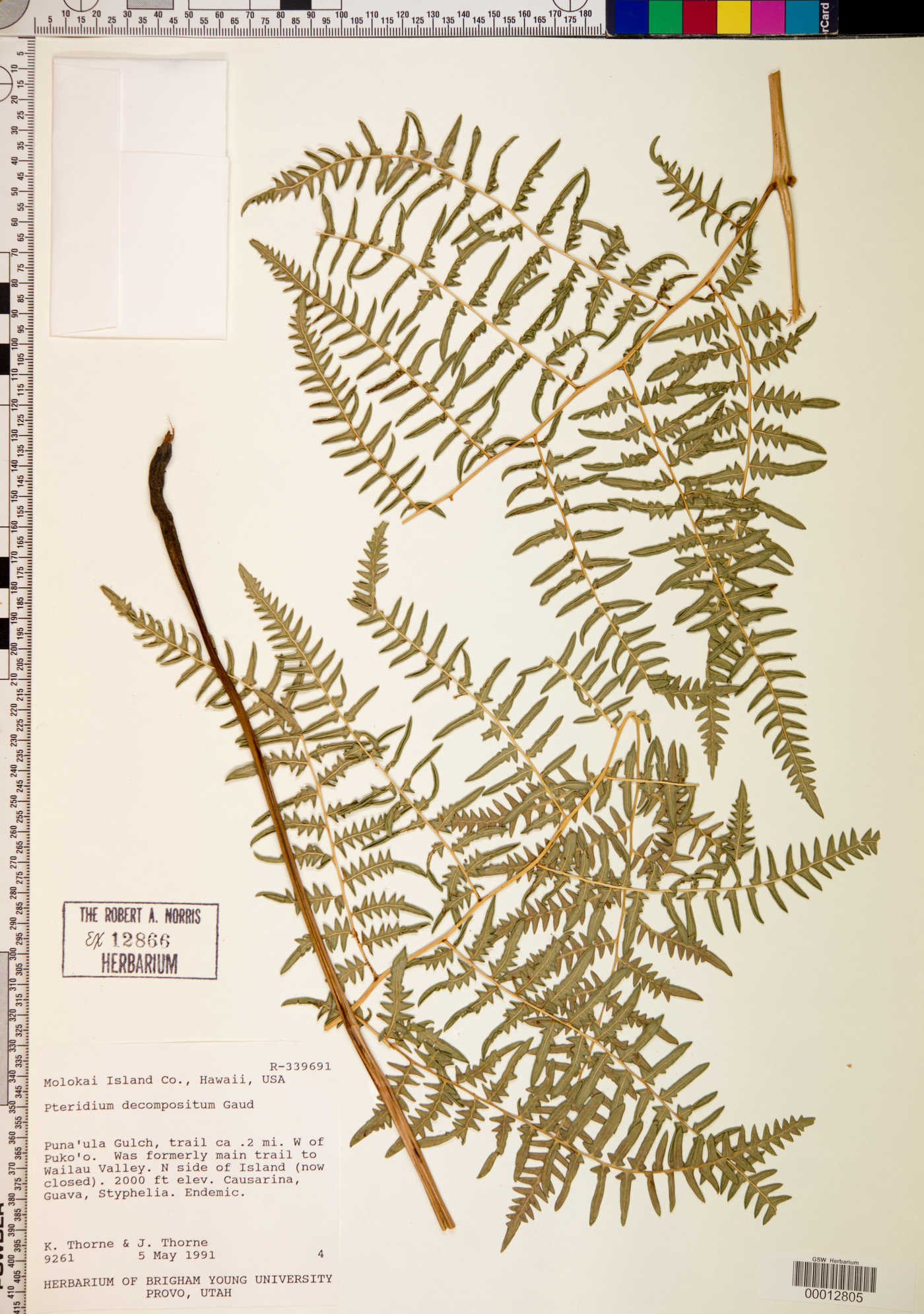 Pteridium aquilinum subsp. decompositum image