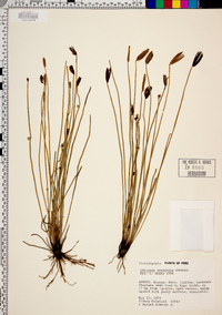 Schizaea incurvata image