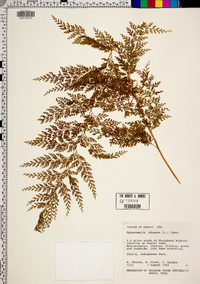 Sphenomeris chusana image