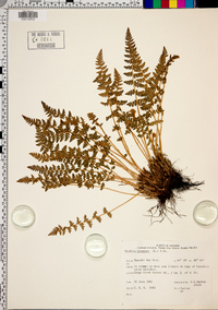 Woodsia ilvensis image