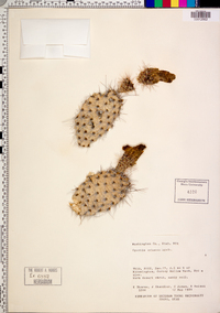 Opuntia polyacantha image