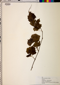 Vitis rotundifolia image