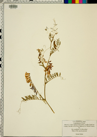 Vicia villosa subsp. varia image