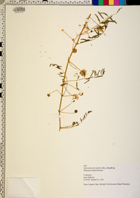 Mimosa microphylla image